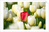 Red tulip in a field of white tulips by Anonymous