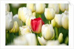 Red tulip in a field of white tulips by Anonymous