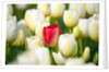 Red tulip in a field of white tulips by Anonymous