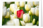 Red tulip in a field of white tulips by Anonymous