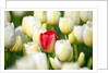 Red tulip in a field of white tulips by Anonymous