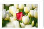 Red tulip in a field of white tulips by Anonymous