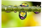 Dew drops reflecting flowers by Anonymous