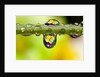 Dew drops reflecting flowers by Anonymous