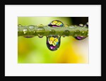 Dew drops reflecting flowers by Anonymous