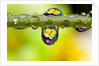Dew drops reflecting flowers by Anonymous