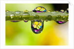 Dew drops reflecting flowers by Anonymous