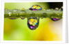 Dew drops reflecting flowers by Anonymous
