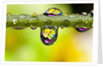 Dew drops reflecting flowers by Anonymous