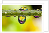 Dew drops reflecting flowers by Anonymous
