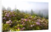 Rhododendron bushes and morning fog along Lolo Pass by Anonymous