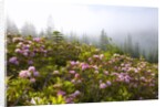 Rhododendron bushes and morning fog along Lolo Pass by Anonymous
