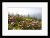 Rhododendron bushes and morning fog along Lolo Pass by Anonymous