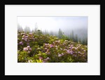 Rhododendron bushes and morning fog along Lolo Pass by Anonymous