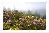 Rhododendron bushes and morning fog along Lolo Pass by Anonymous