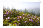 Rhododendron bushes and morning fog along Lolo Pass by Anonymous