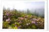 Rhododendron bushes and morning fog along Lolo Pass by Anonymous