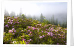 Rhododendron bushes and morning fog along Lolo Pass by Anonymous