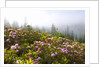 Rhododendron bushes and morning fog along Lolo Pass by Anonymous