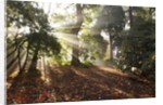 Sunrise through fog and trees by Anonymous