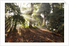 Sunrise through fog and trees by Anonymous