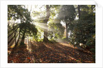 Sunrise through fog and trees by Anonymous