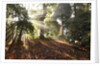 Sunrise through fog and trees by Anonymous