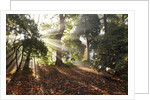 Sunrise through fog and trees by Anonymous