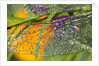 Morning dew on a dragonfly wing by Anonymous