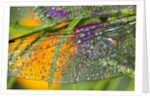 Morning dew on a dragonfly wing by Anonymous