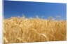 Wheat field by Anonymous