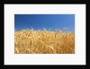 Wheat field by Anonymous