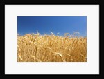 Wheat field by Anonymous