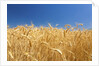 Wheat field by Anonymous