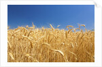Wheat field by Anonymous