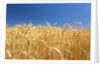 Wheat field by Anonymous