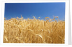 Wheat field by Anonymous