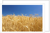 Wheat field by Anonymous