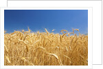 Wheat field by Anonymous