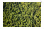 Evergreen forest near Mount Hood by Anonymous