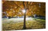 Sunshine through a fall tree by Anonymous