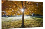 Sunshine through a fall tree by Anonymous
