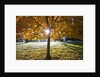 Sunshine through a fall tree by Anonymous
