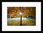 Sunshine through a fall tree by Anonymous