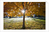 Sunshine through a fall tree by Anonymous