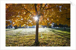 Sunshine through a fall tree by Anonymous