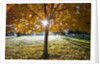 Sunshine through a fall tree by Anonymous