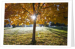 Sunshine through a fall tree by Anonymous