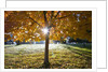 Sunshine through a fall tree by Anonymous