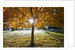 Sunshine through a fall tree by Anonymous